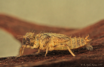 Libellula incesta, nymph